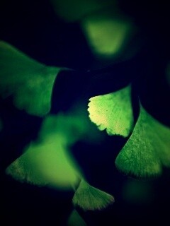 Дикие зеленые листья обои