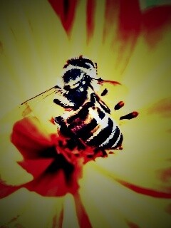 Пчела на цветке обои