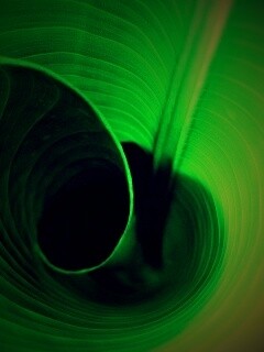 Зеленый лист трубочкой обои