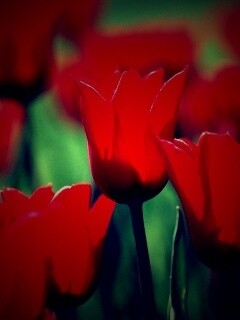 Красные цветы обои