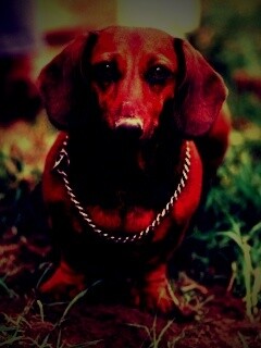 Рыжая такса обои