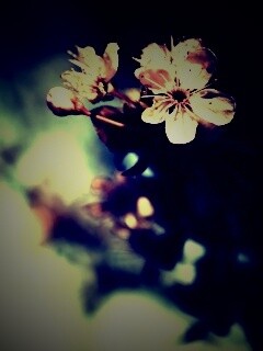 Цветок вишни обои