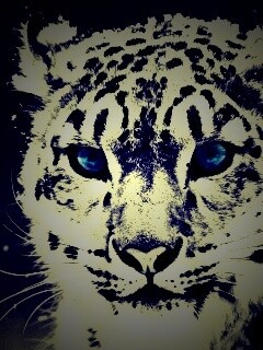 Снежный барс обои