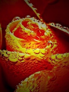 Мокрый желтый цветок обои