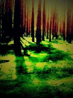 Солнечный лес обои