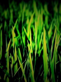 Яркая сочная трава обои