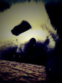 Панда на ветви обои