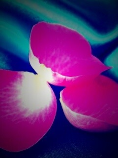 Лепестки розы на голубой ткани обои