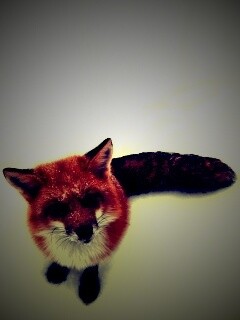 Firefox натуральный обои