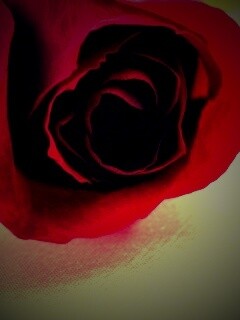 Красная роза обои