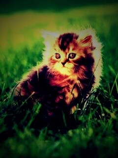 Пушистый котенок в траве обои