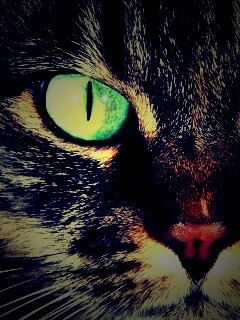 Кошачья морда обои