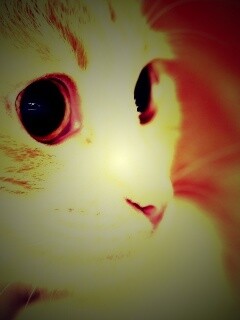 Кот с большими глазами обои