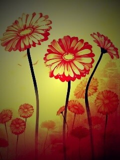 Векторные ромашки обои