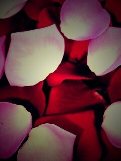 Розовые и красные лепестки обои