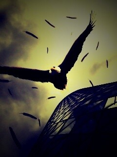 Орлиный полет обои