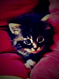 Котенок в подушках обои