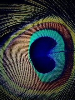 Перо павлина обои