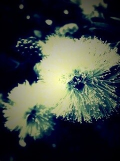 Сказочный цветок обои