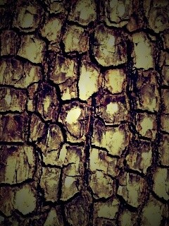 Кора дерева обои