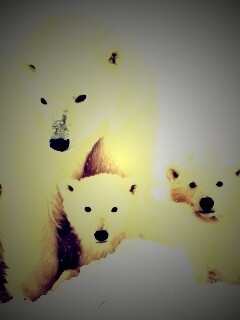 Белые медведи обои