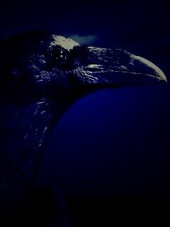 Ворон — гордая птица обои