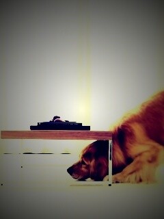 Большая собака под маленький столик обои