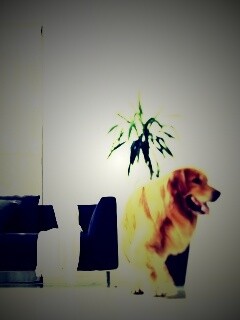 Собака в быту обои