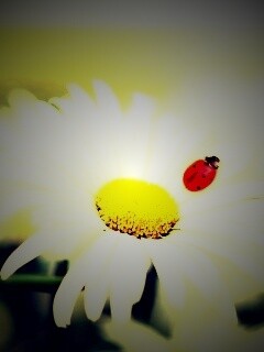 Божья коровка обои