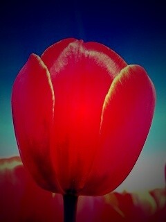 Тюльпан обои
