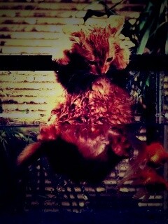 Мокрая киска обои