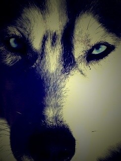 Собака с голубыми глазами обои