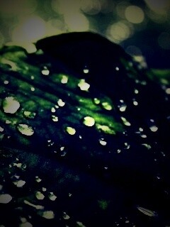 Роса на листке обои