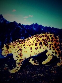 Леопард обои