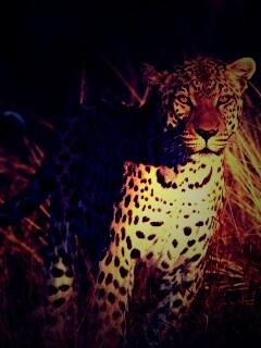 Леопард на охоте обои