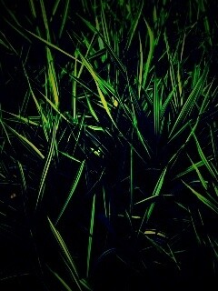 Дикая трава обои