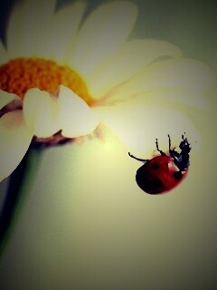 В гости к ромашке обои