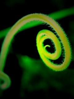 Завитушка растения обои