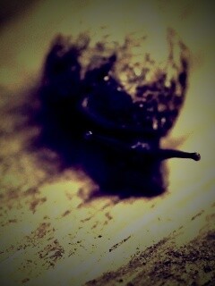 Улитка на ветке обои