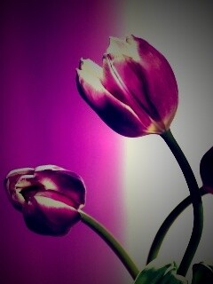 Сиреневые цветы обои