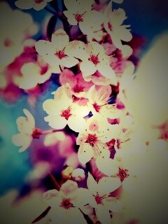 Цветение вишни обои