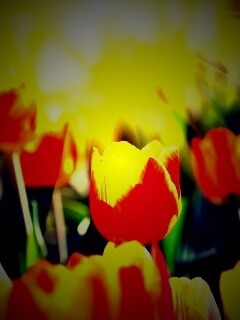 Солнечные тюльпаны обои