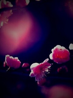 Цветущая вишня обои