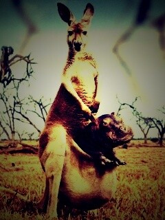 Кенгуру с бегемотом в сумке обои