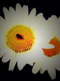 Ромашки обои