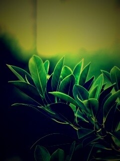 Листья обои