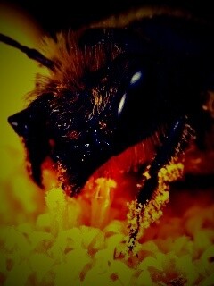 Пчела крупным планом обои