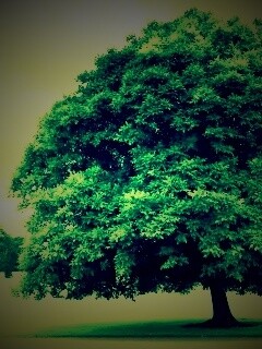 Зеленое ирландское дерево обои