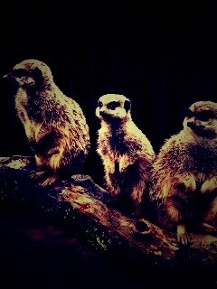 В дозоре обои