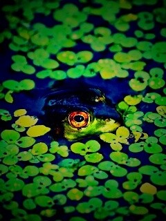 Маленькая лягушка обои